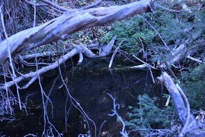 DSC_2199 (Large).JPG